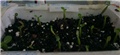 adenium